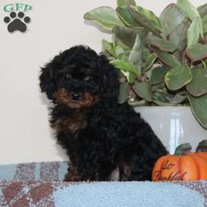 Giggles, Cavapoo Puppy